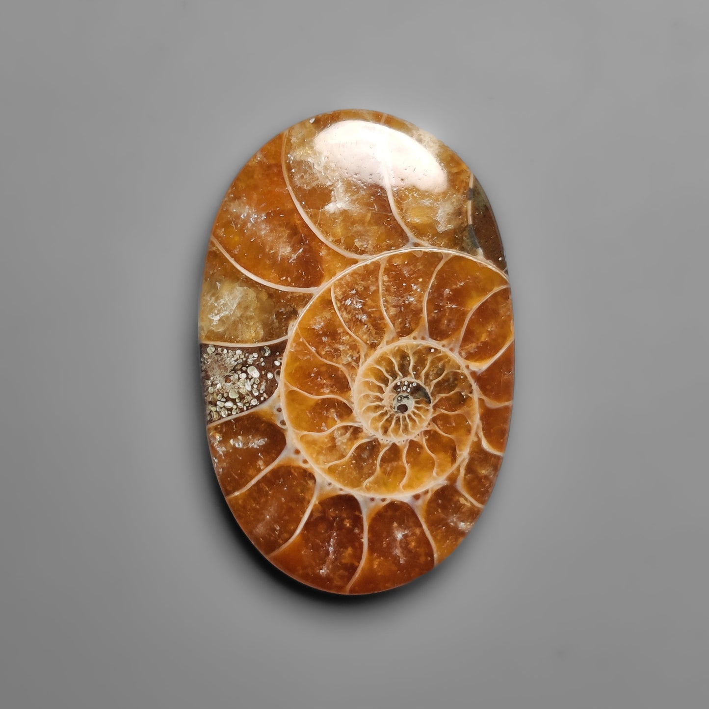 Ammonite