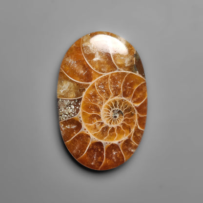 Ammonite