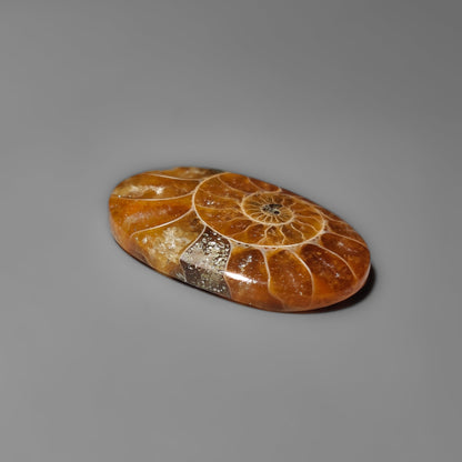 Ammonite