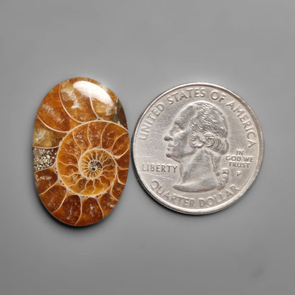 Ammonite