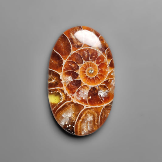 Ammonite