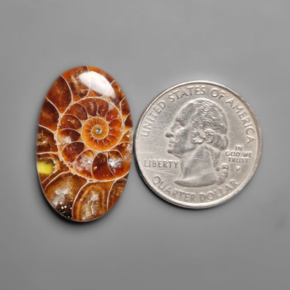 Ammonite