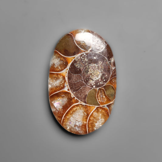 Ammonite