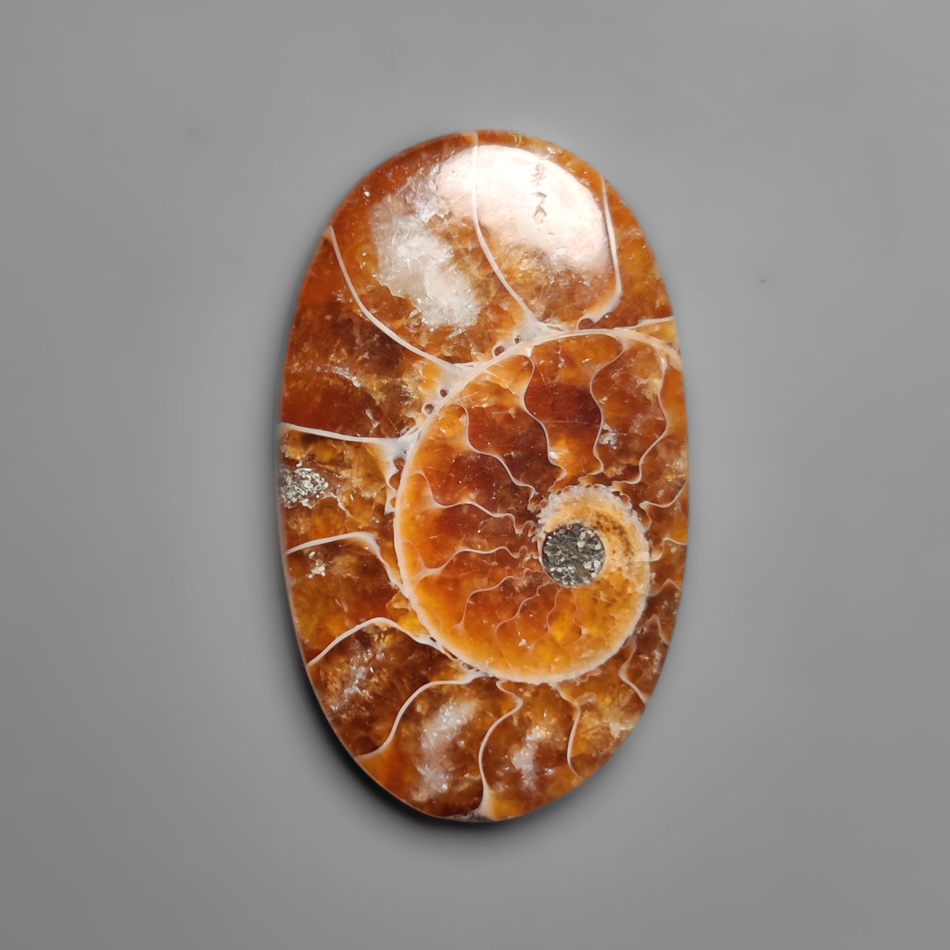 Ammonite