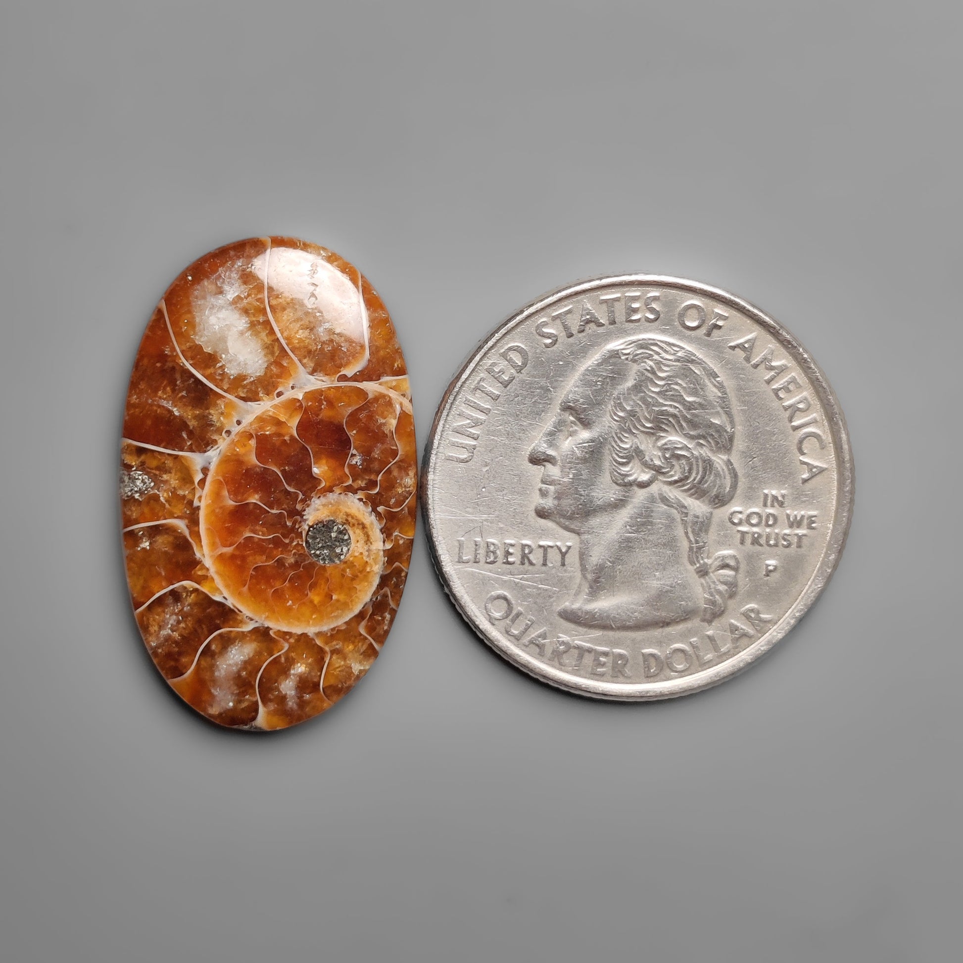 Ammonite