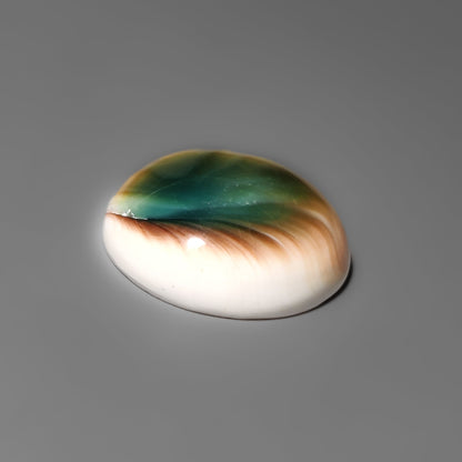 Shiva Eye Shell