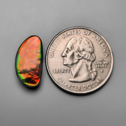 Ammolite