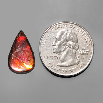 Ammolite