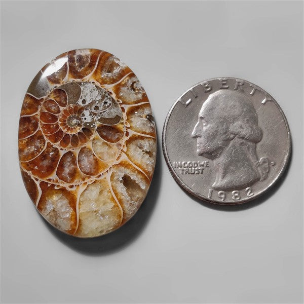 Ammonite