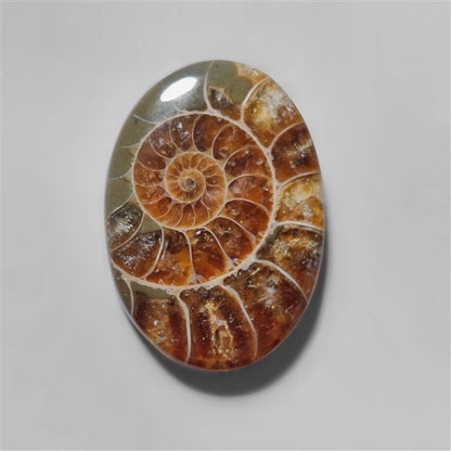 Ammonite