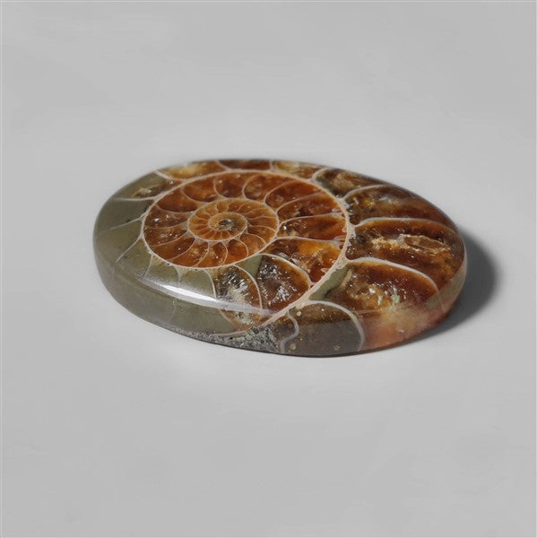 Ammonite