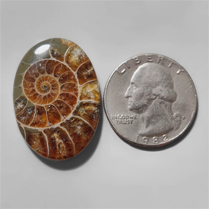 Ammonite