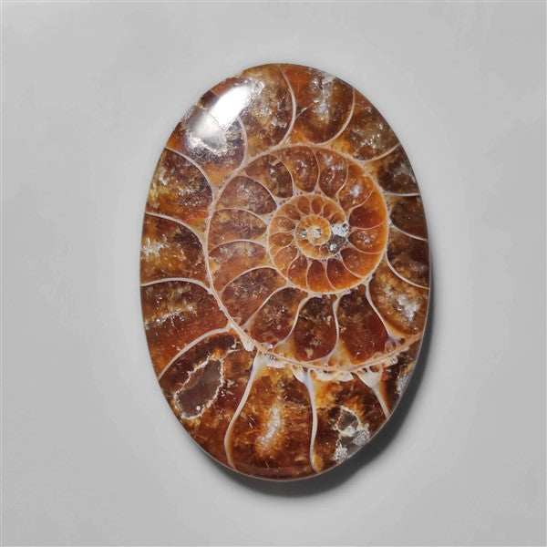 Ammonite