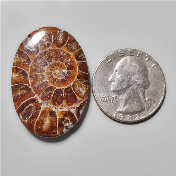 Ammonite