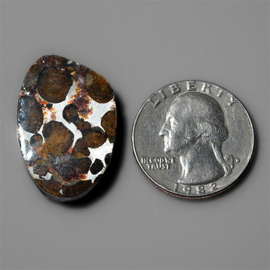 Rare Pallasite Meteorite