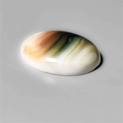 Shiva Eye Shell