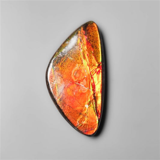 AAA Ammolite