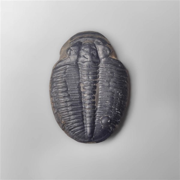 Trilobite Fossil