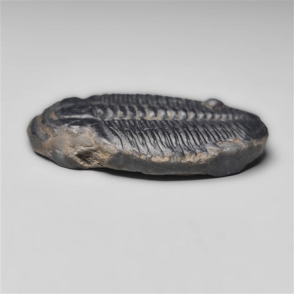 Trilobite Fossil