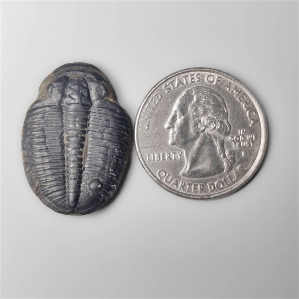 Trilobite Fossil