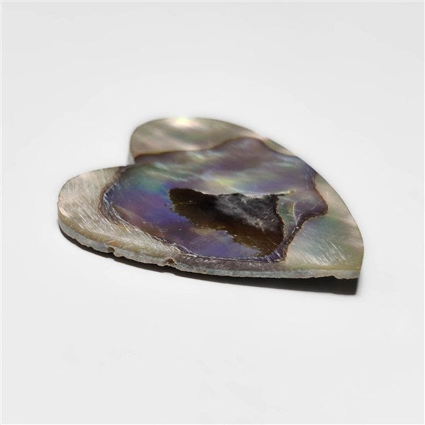 Abalone Shell