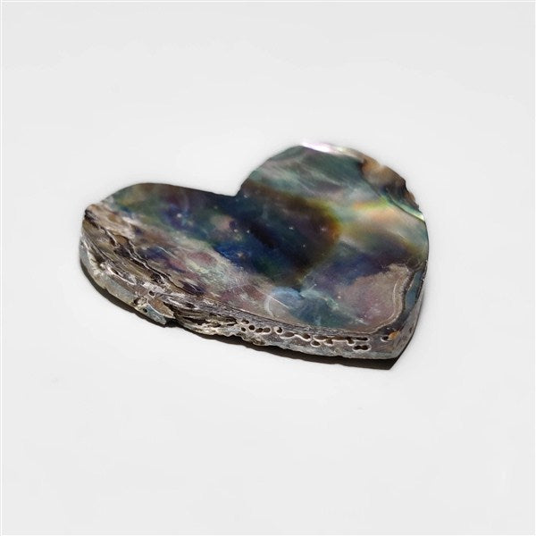 Abalone Shell