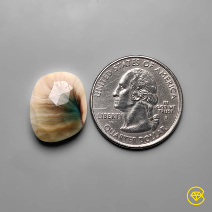 Shiva Eye Shell