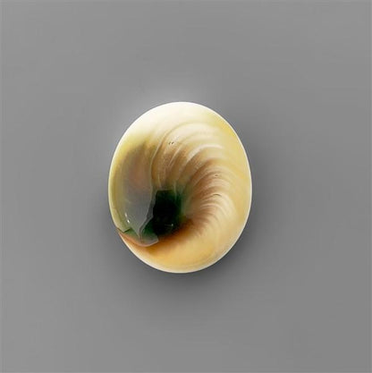 Shell|Shiva Eye Shell