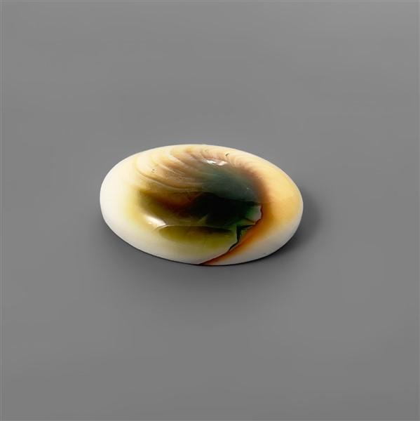 Shell|Shiva Eye Shell