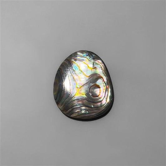 Abalone Shell|Shell