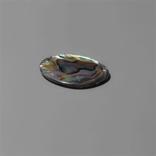 Abalone Shell|Shell