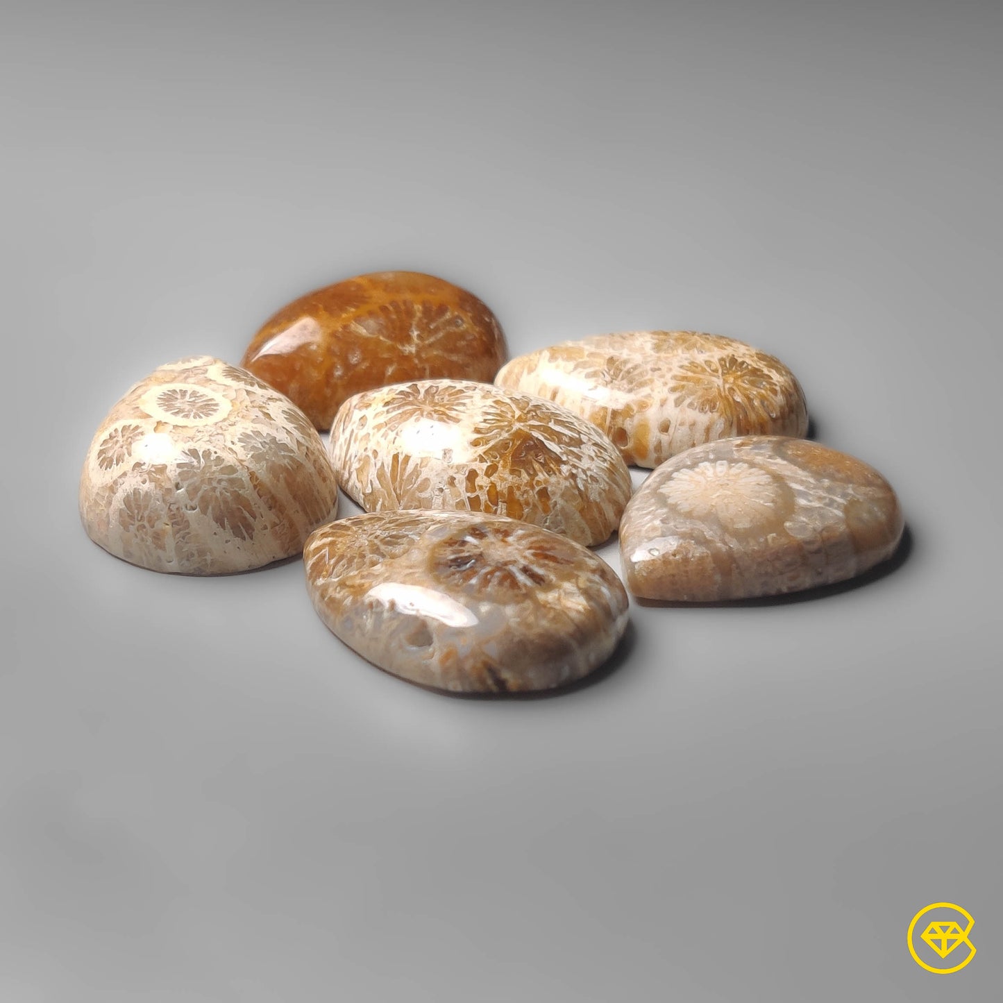 Fossil Coral