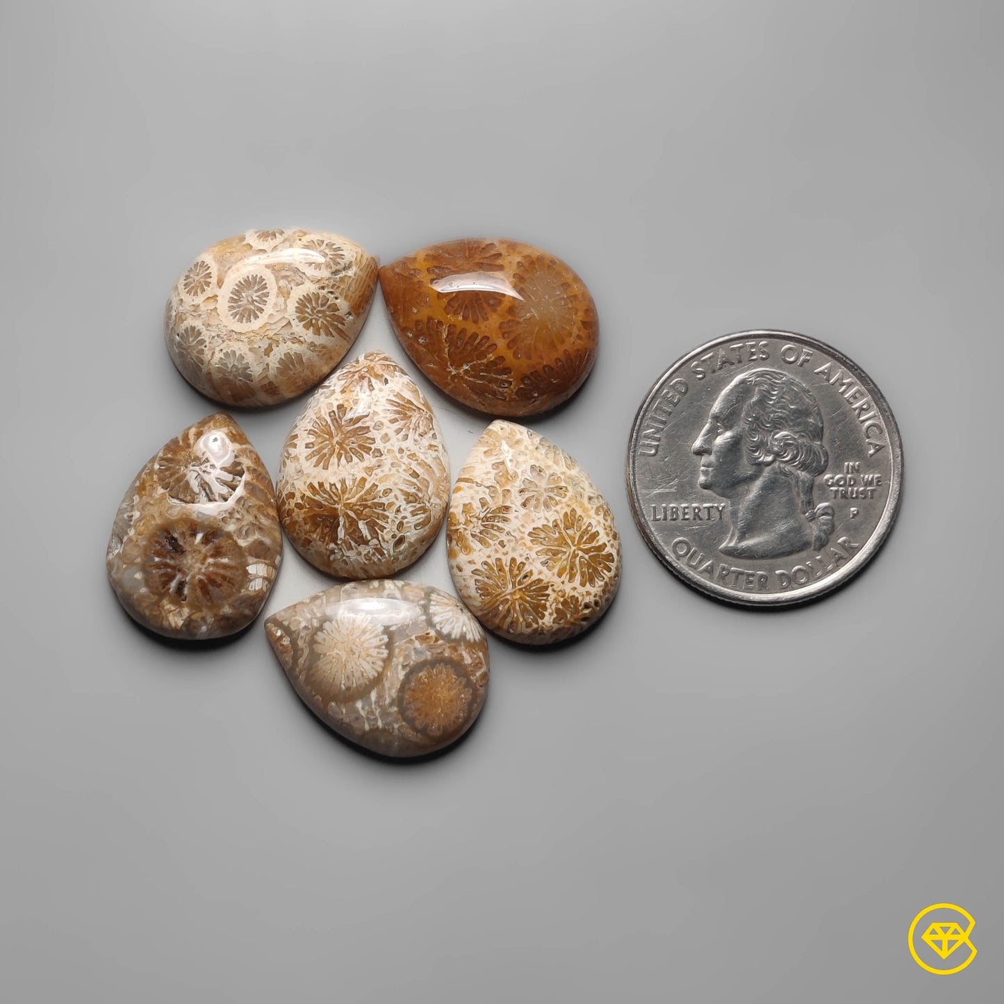 Fossil Coral