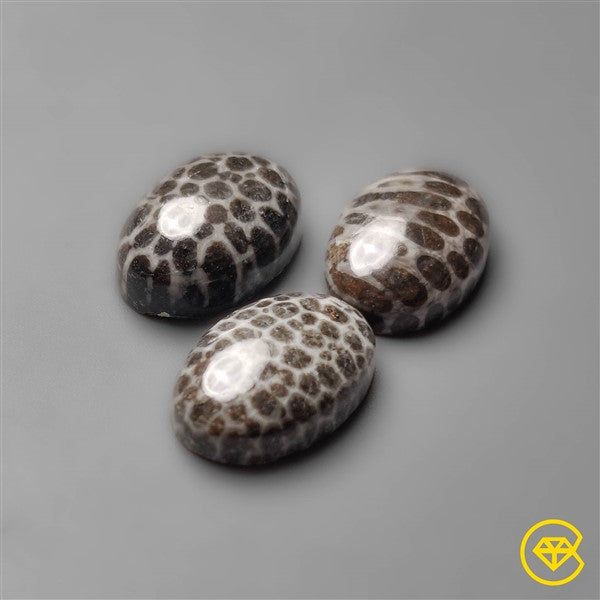 Fossil Coral