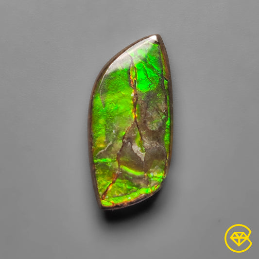 Ammolite