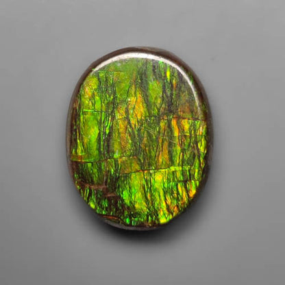 Ammolite