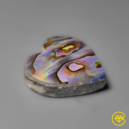 Abalone Shell