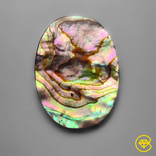 Abalone Shell