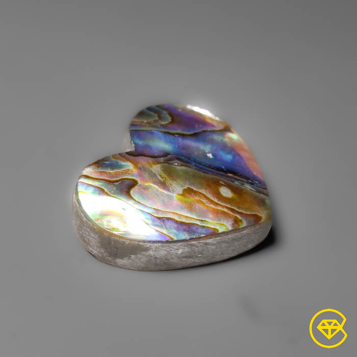 Abalone Shell