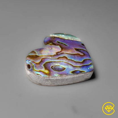 Abalone Shell