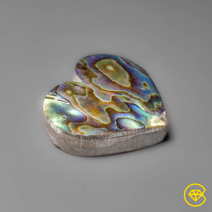 Abalone Shell