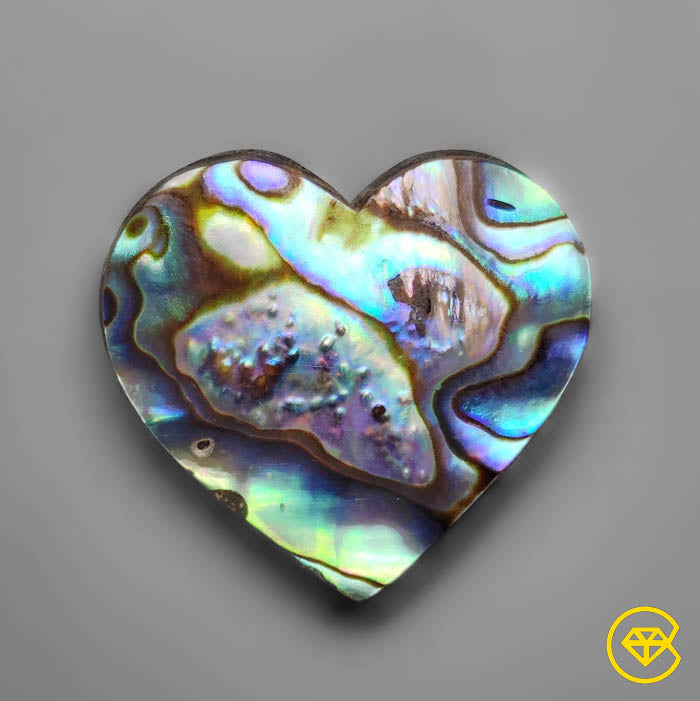 Abalone Shell