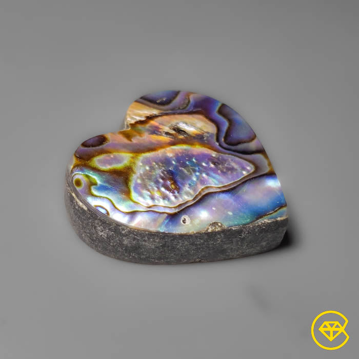 Abalone Shell