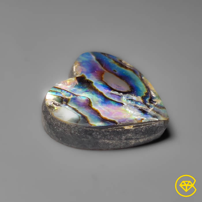 Abalone Shell