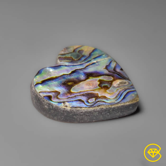 Abalone Shell