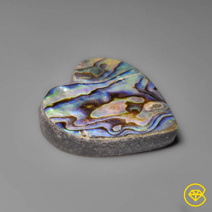 Abalone Shell