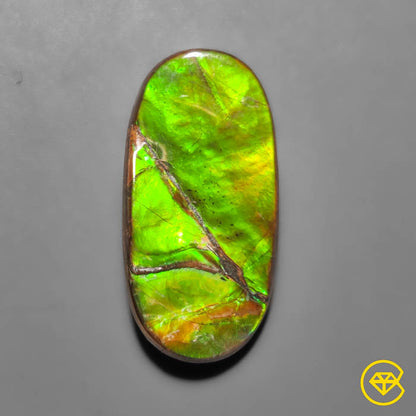 Ammolite