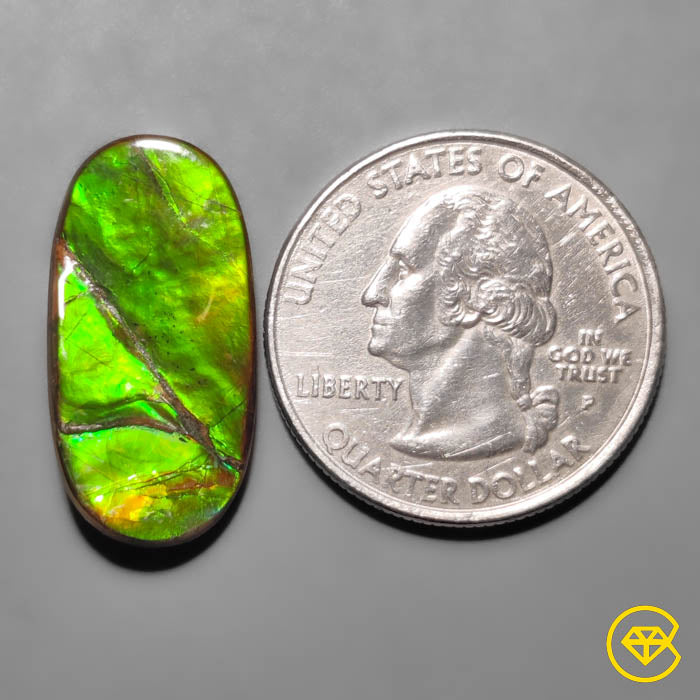 Ammolite