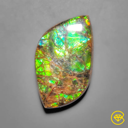 Ammolite