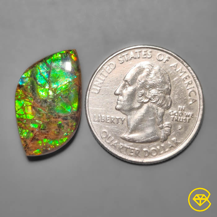 Ammolite